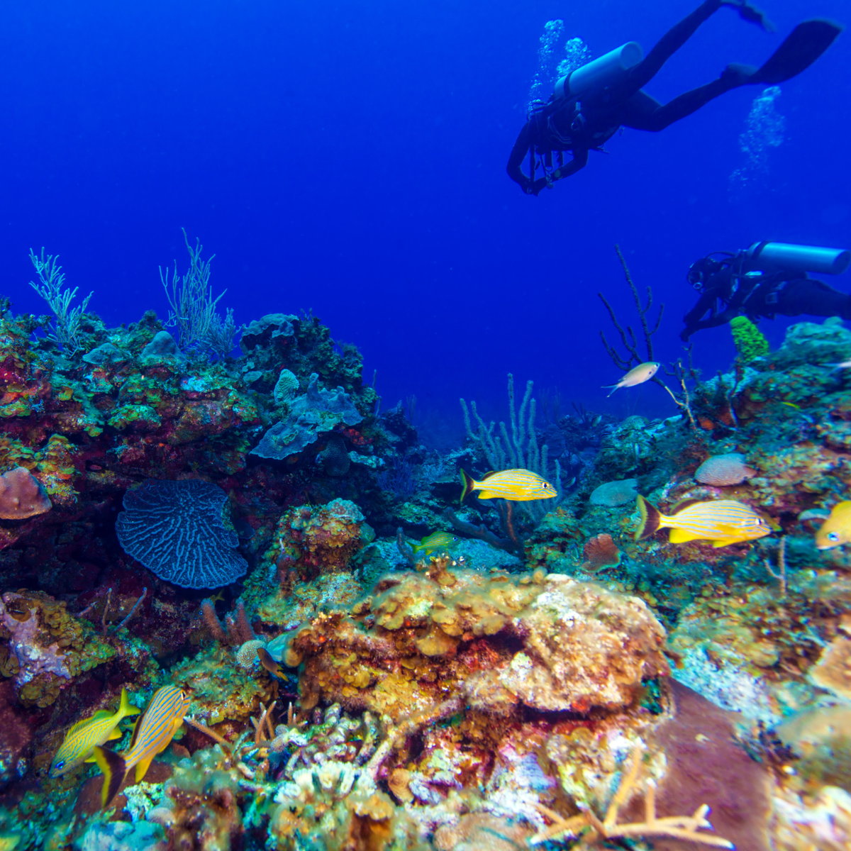 Scuba divers among corals